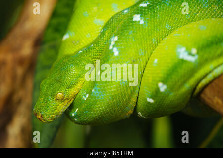 Grüner Baumpython Stockfoto