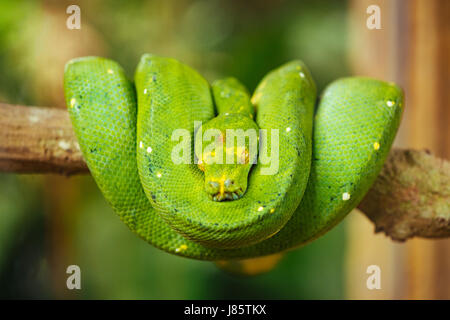 Grüner Baumpython Stockfoto