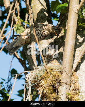 Adult Mistle Thush (Turdus Viscivorus) den letzten Fütterung zu flügge Küken an ein typisches Nest hoch oben in einer Pappel, Warwickshire Stockfoto