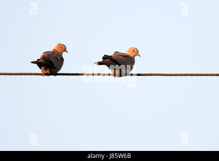 Paar Collared Tauben (Streptopelia Decaocto) saß auf Telefon-Draht als die Sonne untergeht, Warwickshire Stockfoto