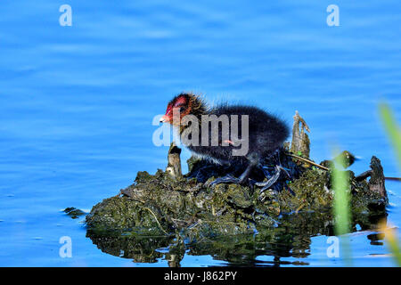 Eurasische Blässhuhn Stockfoto