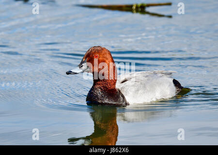 Gemeinsamen Tafelenten Stockfoto