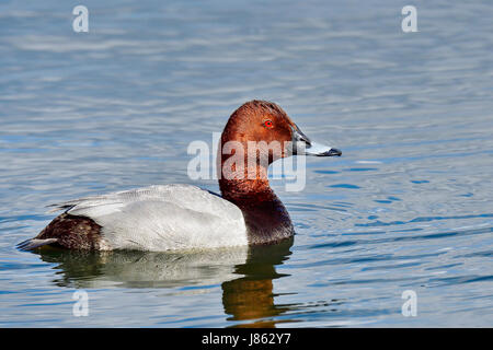 Gemeinsamen Tafelenten Stockfoto