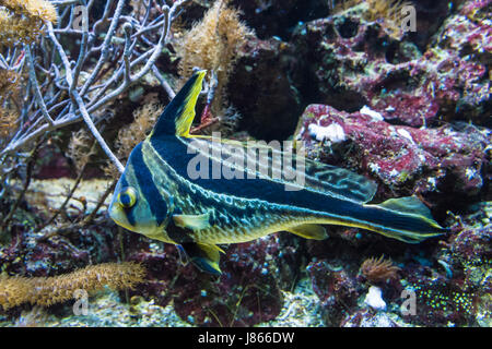 Schwarz-gelb gestreiften tropischen Dschungel Fisch Stockfoto