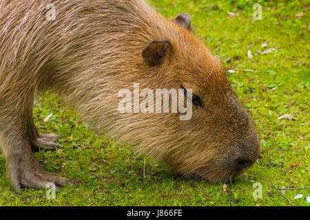 Capybara braunen Fell Biber wie auf Rasen Stockfoto