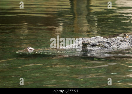 Leiter der Krokodil Krokodil schwimmen Tränkewasser Stockfoto