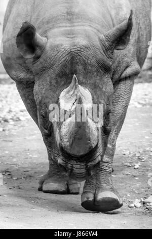 Nashorn Rhinoceros horn zu Fuß graue dicke Haut schwarz und weiß Stockfoto