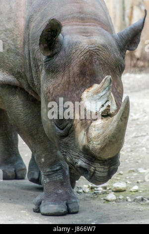 Nashorn Rhinoceros Horn Wandern graue dicken Haut Stockfoto