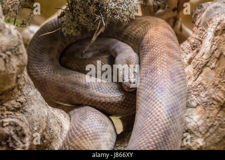 Tropischen braun Constrictor gewellt auf Ast Stockfoto