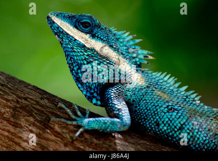 Nay Pyi Taw, Myanmar. 27. Mai 2017. Ein blaues Chamäleon Myanmar ruht auf dem Ast eines Baumes in Nay Pyi Taw, Myanmar, 27. Mai 2017. Bildnachweis: U Aung/Xinhua/Alamy Live-Nachrichten Stockfoto