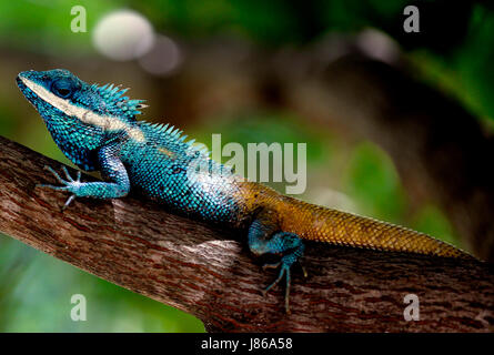 Nay Pyi Taw, Myanmar. 27. Mai 2017. Ein blaues Chamäleon Myanmar ruht auf dem Ast eines Baumes in Nay Pyi Taw, Myanmar, 27. Mai 2017. Bildnachweis: U Aung/Xinhua/Alamy Live-Nachrichten Stockfoto