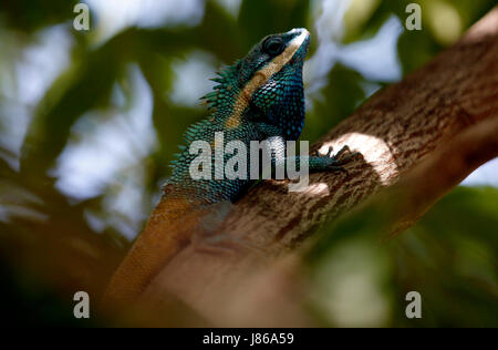 Nay Pyi Taw, Myanmar. 27. Mai 2017. Ein blaues Chamäleon Myanmar ruht auf dem Ast eines Baumes in Nay Pyi Taw, Myanmar, 27. Mai 2017. Bildnachweis: U Aung/Xinhua/Alamy Live-Nachrichten Stockfoto