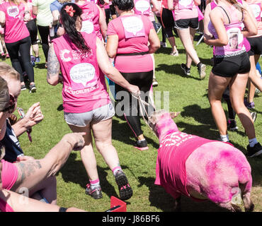 Brentwood Essex, 27. Mai 2017; Schafe zu Beginn des Rennens Krebs Forschung für das Leben im Weald Park, Brentwood, Essex Credit: Ian Davidson/Alamy Live News Stockfoto