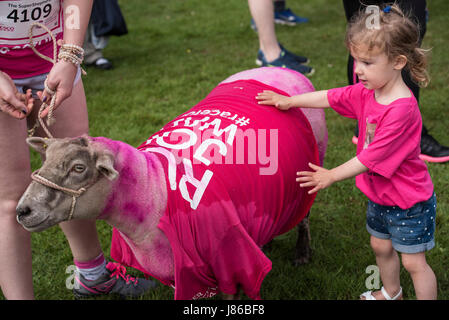 Brentwood Essex, 27. Mai 2017; Schaf nimmt Teil an den Krebs Forschung Race for Life bei der Weald Park, Brentwood, Essex Credit: Ian Davidson/Alamy Live News Stockfoto