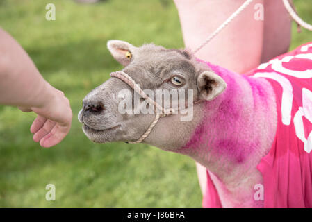 Brentwood Essex, 27. Mai 2017; Schaf nimmt Teil an den Krebs Forschung Race for Life bei der Weald Park, Brentwood, Essex Credit: Ian Davidson/Alamy Live News Stockfoto