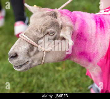 Brentwood Essex, 27. Mai 2017; Schaf nimmt Teil an den Krebs Forschung Race for Life bei der Weald Park, Brentwood, Essex Credit: Ian Davidson/Alamy Live News Stockfoto