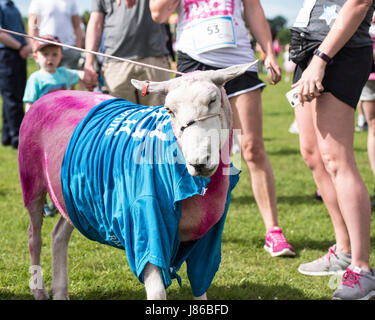 Brentwood Essex, 27. Mai 2017; Schaf nimmt Teil an den Krebs Forschung Race for Life bei der Weald Park, Brentwood, Essex Credit: Ian Davidson/Alamy Live News Stockfoto