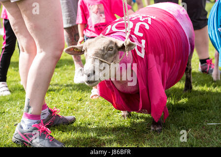 Brentwood Essex, 27. Mai 2017; Schaf nimmt Teil an den Krebs Forschung Race for Life bei der Weald Park, Brentwood, Essex Credit: Ian Davidson/Alamy Live News Stockfoto