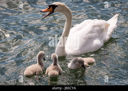 London, UK. 27. Mai 2017. Höckerschwan mit Cygnet Jungtiere auf Canada Water Teich © Guy Corbishley/Alamy Live News Stockfoto