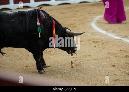 Caceres, Spanien. 27. Mai 2017. Spanischer Stierkämpfer Antonio Ferrera tötet seinen zweiten Stier des Abends während der Messe San Fernando in der Stierkampfarena in Cáceres, Spanien Kredit: Esteban Martinena Guerrero/Alamy Live News Stockfoto