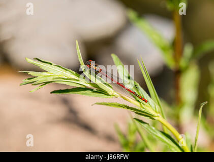 Große rote Damselfly gehockt Pflanze Stockfoto