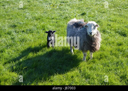 Mutter und Baby Herdwick Schafe Stockfoto