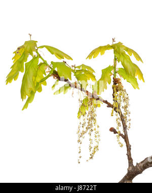 Closeup, Baum, Eiche, Zweig, Pflanze, Natur, Makro, Nahaufnahme, Makro-Aufnahme, Stockfoto