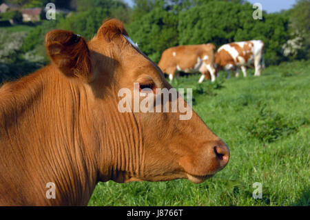 Guernsey-Kühe in eine Wiese in North Devon, UK. Stockfoto