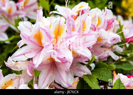 Große Ansammlung von blass rosa und gelb Azalea Blumen in einem Garten. Stockfoto