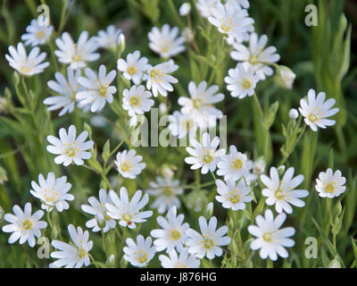 Stellaria Holostea, größere Stitchwort Blumen Stockfoto