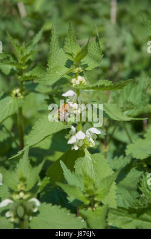 Braun gebändert Carder Bee auf weißen Toten Brennnessel - Lamium album Stockfoto