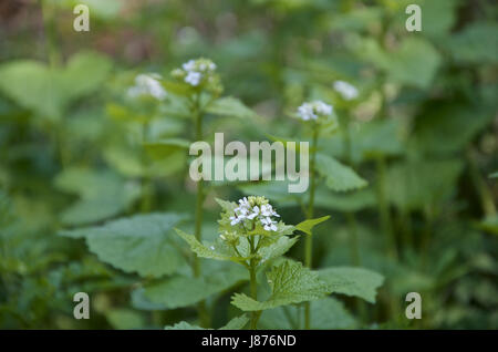 Jack von Hedge Alliaria petiolata Stockfoto