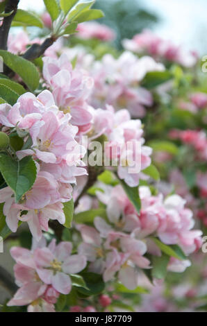 Pink Apple Blossom Stockfoto