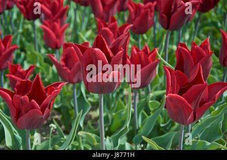 Tulpe Lasting Love Stockfoto