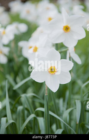 Eingebürgert 'Actaea' Narcissus Poeticus Narzissen Stockfoto