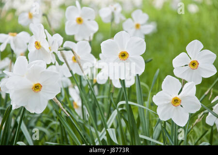 Eingebürgert 'Actaea' Narcissus Poeticus Narzissen Stockfoto