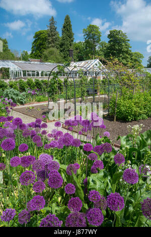 Lila Alliums im Gemüsegarten in Thornbridge Hall Gardens in der Nähe von Bakewell, Derbyshire, England. Stockfoto