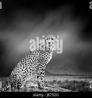 Dramatische Schwarz / Weiß Bild eines Geparden auf schwarzem Hintergrund Stockfoto