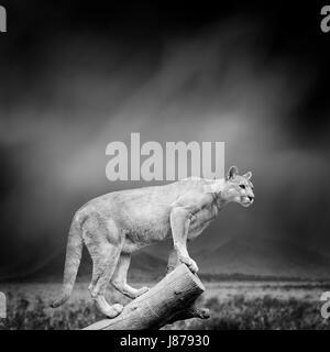 Dramatische Schwarz / Weiß Bild von einem Puma auf schwarzem Hintergrund Stockfoto