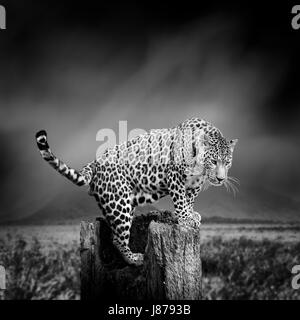 Dramatische Schwarz / Weiß Bild eines Leoparden auf schwarzem Hintergrund Stockfoto