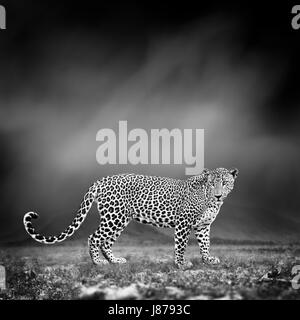 Dramatische Schwarz / Weiß Bild eines Leoparden auf schwarzem Hintergrund Stockfoto