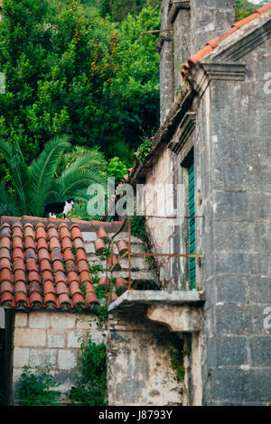 Die Katze geht auf Ziegeldach eines Hauses in Perast, Montenegro. Stockfoto