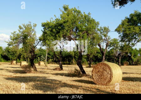 Baum, Bäume, Mallorca, Heu-Clench, Heu, Sommer, Futter, Baum, Urlaub, Stockfoto