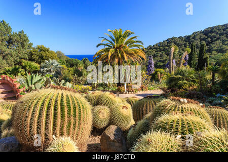 Spanien, Katalonien, Costa Brava, Blanes Pinya de Rosa Tropical Botanical Garden mit Echinocactus Grusonii Vordergrund Stockfoto