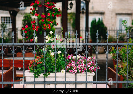 Blumen in Töpfen auf dem Hof sind Petunia und Antirrinum. Blumen hinter einem Metall geschmiedet Zaun. Landschaftsgestaltung. Flora von Montenegro. Stockfoto