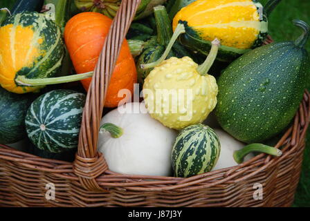 Korb, Kürbisgewächse, Flaschenkürbis, Garten, Pflanze, grün, farbig, bunt, Stockfoto