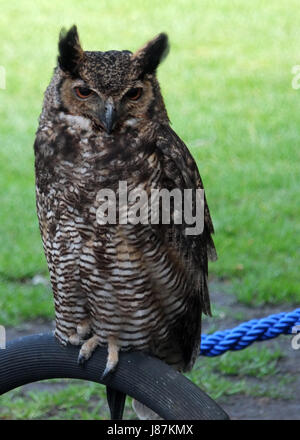 lange eared Eule thront und gerichtete Kamera Stockfoto