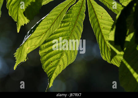 Rosskastanie Baum Blätter Hintergrundbeleuchtung Stockfoto