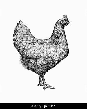 Wunderschöne Zeichnung vom Huhn oder Henne im Retrostil Kupferstich oder Holzschnitt. Weibliche Bauernhof Vogel, Geflügel, Geflügel. Illustration für Webseite, Menü, Banner, Poster, T-shirt Druck, Werbung. Stockfoto