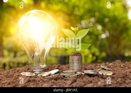 Energiesparende Glühbirne und Baum wächst auf Stapel von Münzen auf Natur Hintergrund. Stockfoto